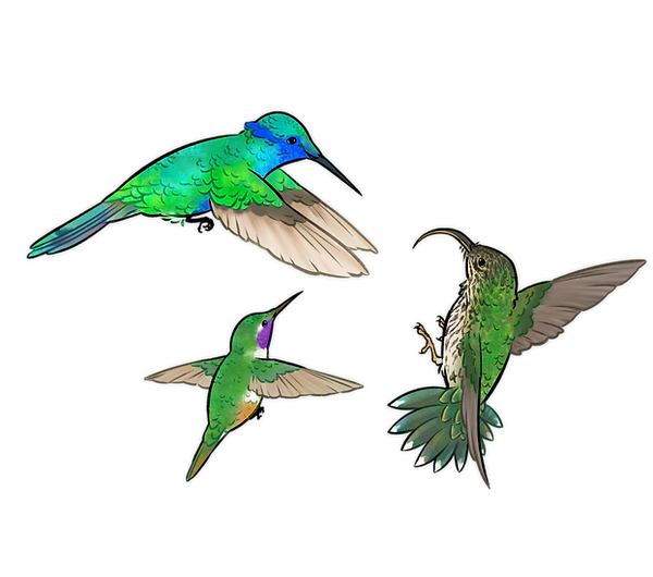 birdsOnlyCover_September2025_edited_edited.png