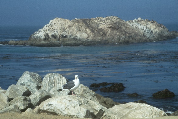 00083390monteryy.jpg