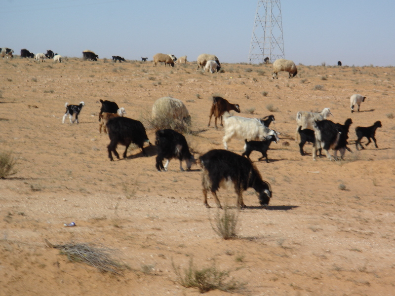 0904045libyeny.jpg