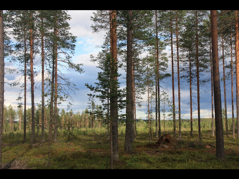 2011070938finnland.jpg