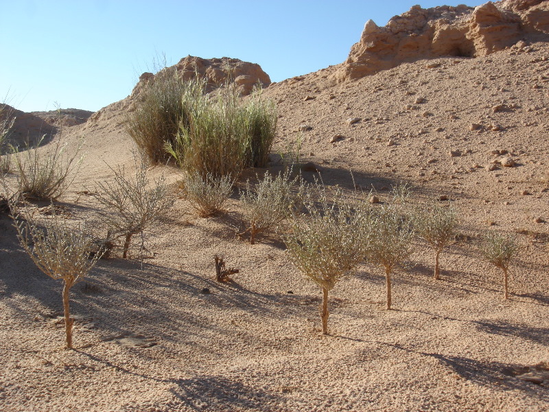 0904044libyeny.jpg