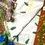 Thumbnail: Banana Leaf Kasavu Cotton Saree side view