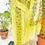 Thumbnail: Floral Creeper Designer Kasavu Tissue Setmundu