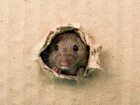 Types of Rats in Florida | Port St. Lucie, Delray Beach