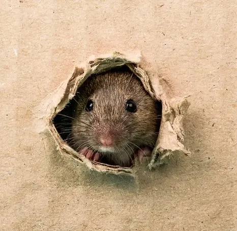 A rat peeking through a hole in the wall.webp