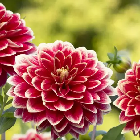 How to Get Rid of Earwigs on Dahlias in Temecula, CA