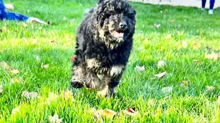 puppy running on a grass