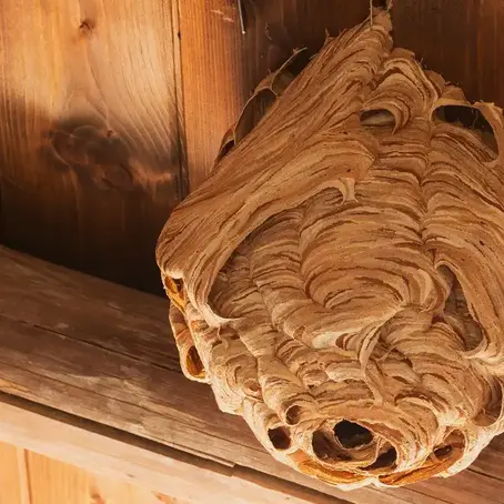 How to Stop Wasps Coming Through Vents | Temecula, CA