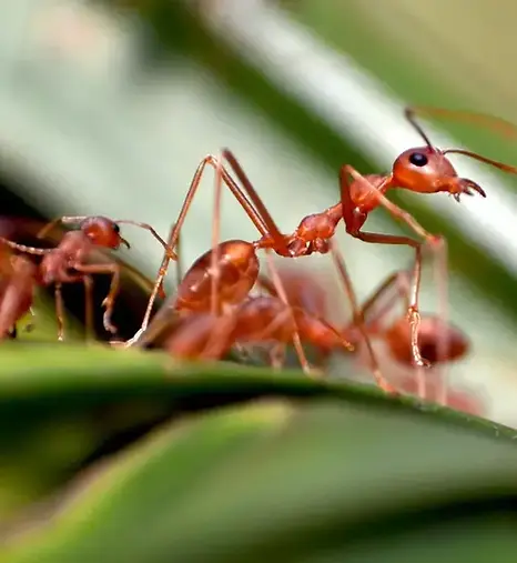 An army of red-colored ants.webp