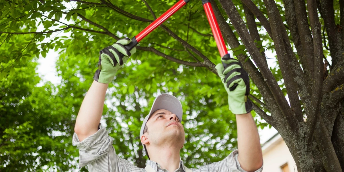Man pruning branches of tree