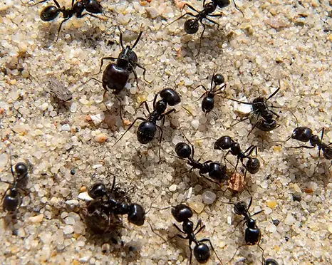 Black big-headed ants foraging in sandy soil.webp