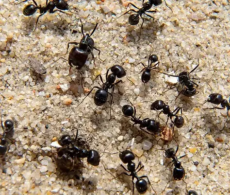 Black big-headed ants foraging in sandy soil.webp