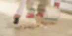 woman cleaning up spilled dog food to stop ants and other insects from moving in
