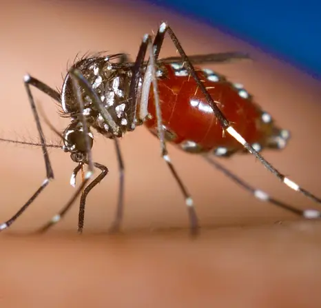 A female Aedes aegypti mosquito feeding on a human.webp