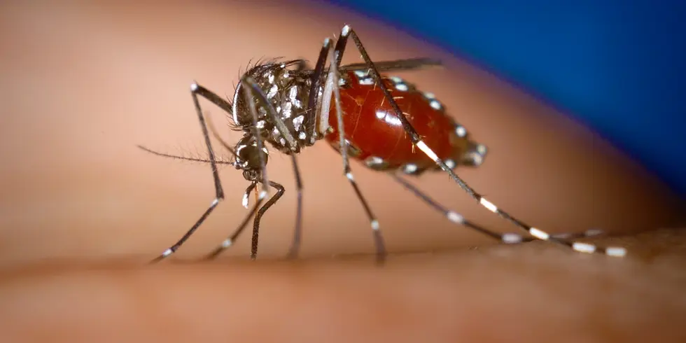 A closeup shot of a Culex mosquito