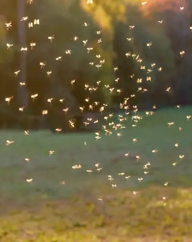 adult mosquito population swarming.webp