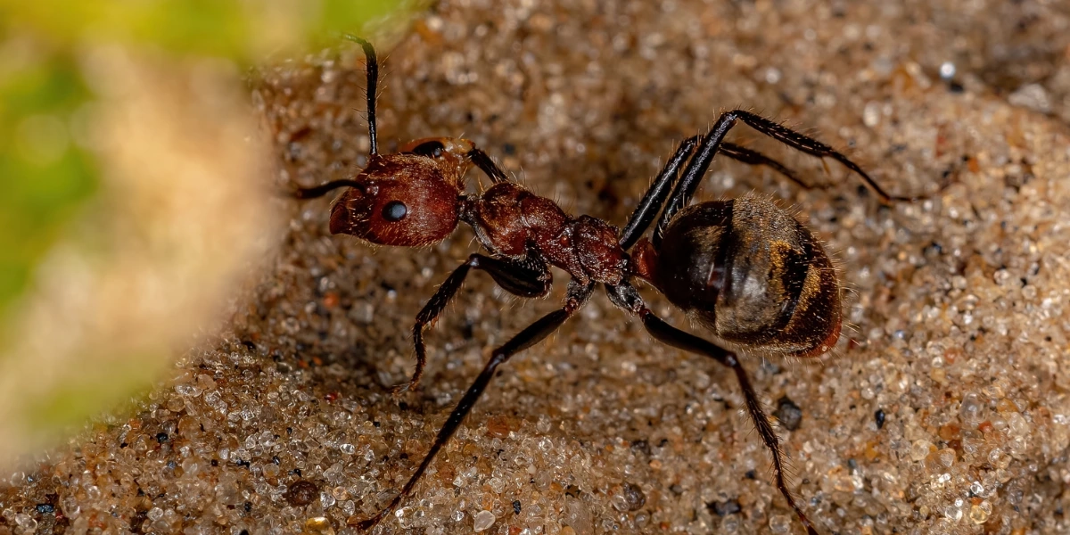 An adult odorous ant on a rock