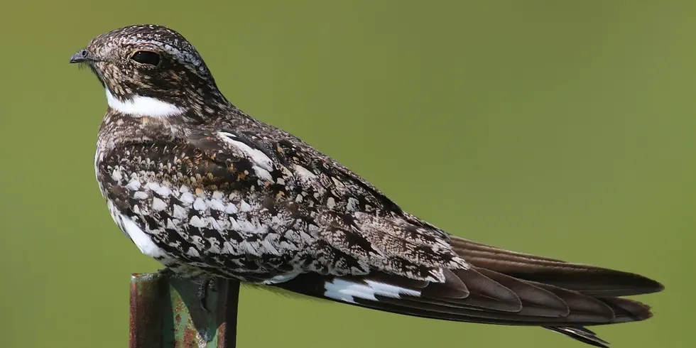 A nighthawk on a signpost 