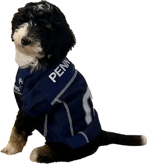 dog wearing a shirt