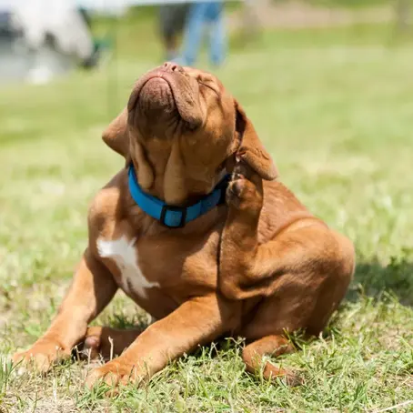Are Earwigs Harmful to Dogs in Temecula, CA?