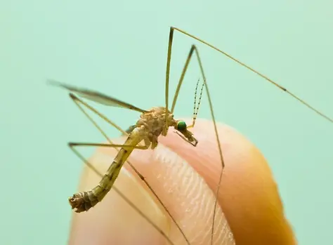 Mosquito caught between two fingers.webp