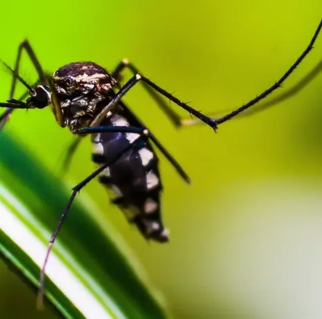 mosquito on a leaf.webp
