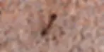 Adult bigheaded ant on granite