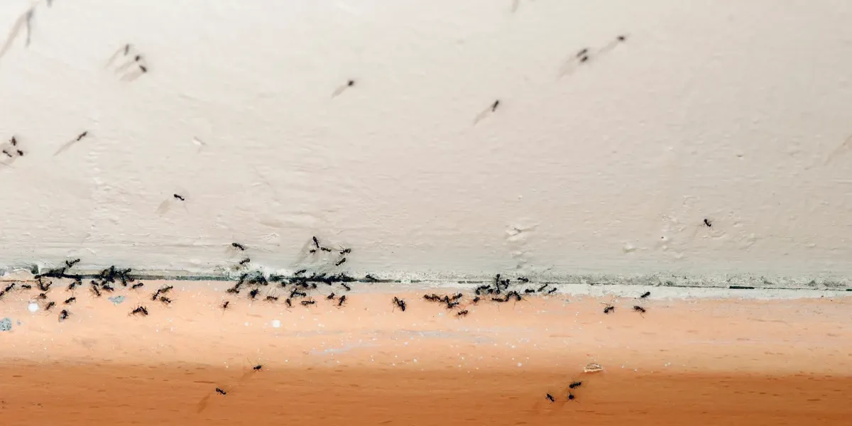 Ants Coming From Baseboards