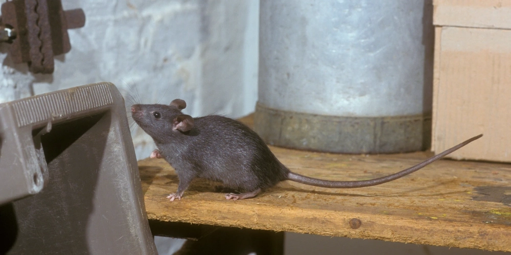 Palm Rats Florida Port St. Lucie, Delray Beach