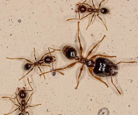 Bigheaded ant soldier and workers.webp