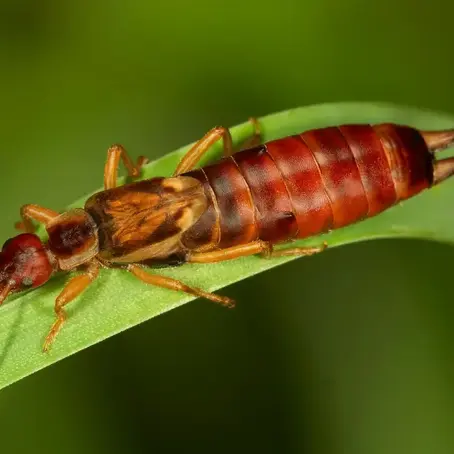 Are Earwigs Termites? | Temecula, CA