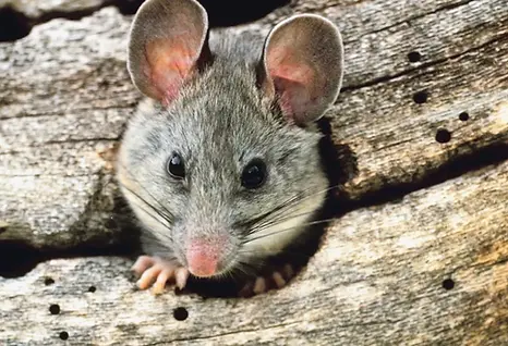 A pack rat peeking from a hole.webp