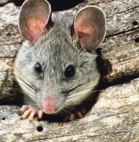 A pack rat peeking from a hole.webp