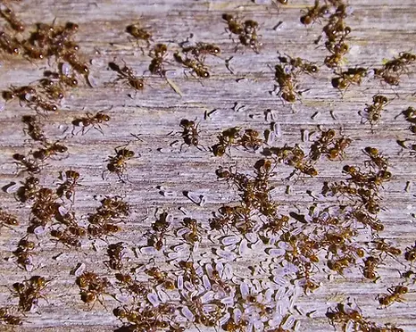 Carpenter ants on the wood of a house.webp