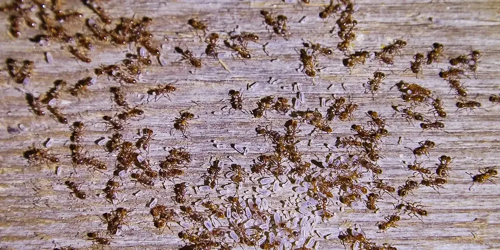 Carpenter ants on the wood of a house