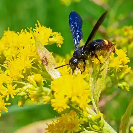 How to Get Rid of Blue Winged Wasp | Temecula, CA