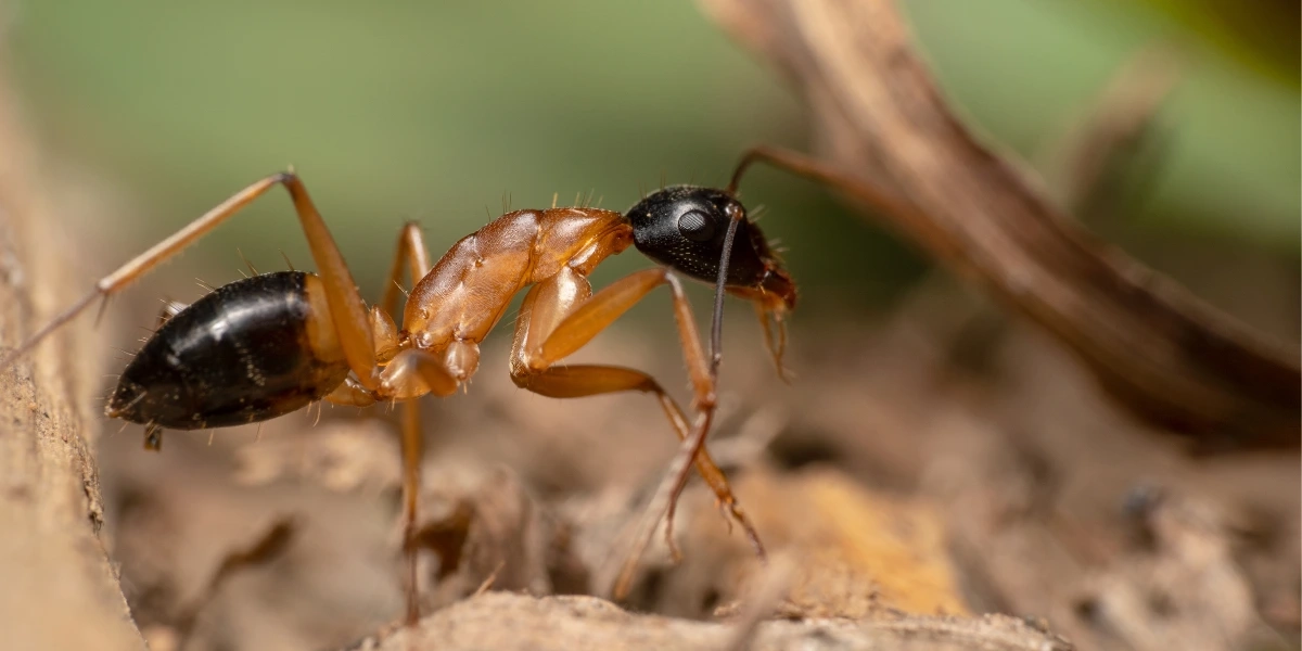 A black-headed sugar ant walking on fallen dried leaves and rotten wood