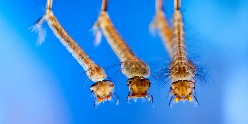 Closeup of mosquito larvae in water inside a blue container