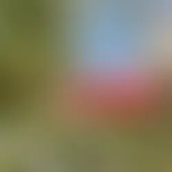 How to Keep Earwigs Out of Hummingbird Feeders in Temecula, CA