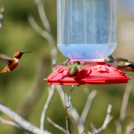 How to Keep Earwigs Out of Hummingbird Feeders in Temecula, CA