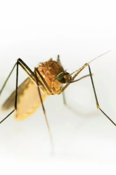 A closeup shot of a Culex mosquito.webp