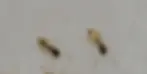 Two ghost ants on a white floor tile
