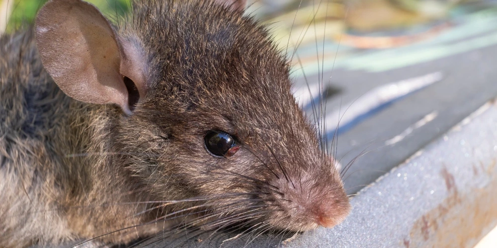 Tree Rats In Florida Pest Control Serivces Blog | Southeast Florida Pest Control