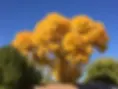 Cottonwood during fall