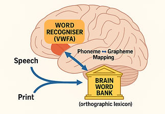 Brain Word Bank - Orthographic Lexicon