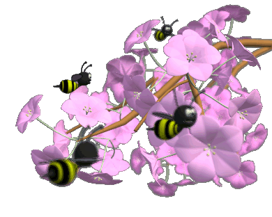What does The Waggle Dance - Bees - have to do with phonics?