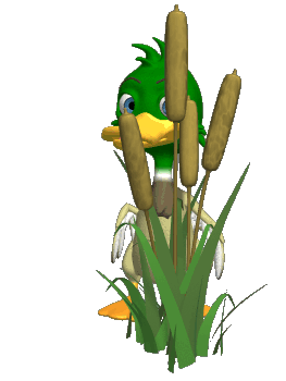 mallard_duck_cute_behind_cattails_hg_clr