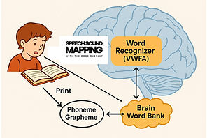 Storing Words in the Brain Word Bank