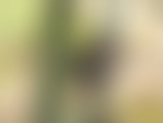 Whashton Newsletter June 2021 