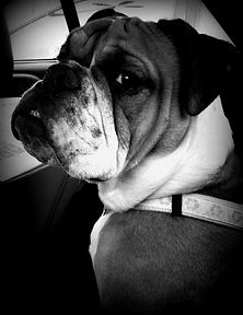 The Breed